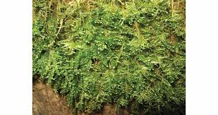 Attēlu rezultāti vaicājumam “Neckera complanata”