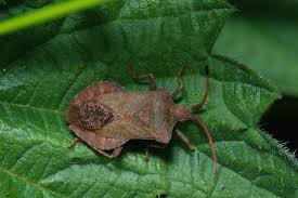 Attēlu rezultāti vaicājumam “Coreus marginatus”