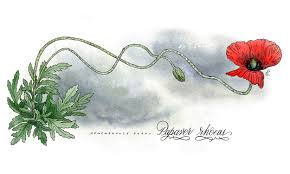 Image result for Papaver rhoeas