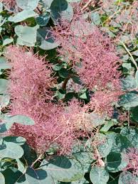 Attēlu rezultāti vaicājumam “Cotinus coggygria flower”