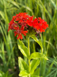 Attēlu rezultāti vaicājumam “Silene chalcedonica flower”