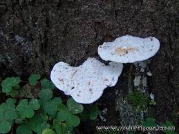 Attēlu rezultāti vaicājumam “Postia stiptica”