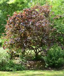 Attēlu rezultāti vaicājumam “Corylus avellana”