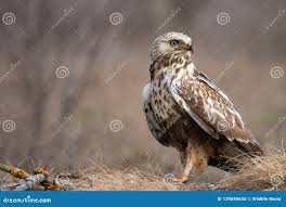 Attēlu rezultāti vaicājumam “Buteo lagopus”