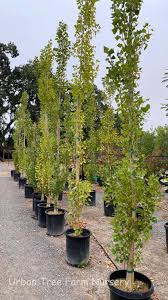 Attēlu rezultāti vaicājumam “Populus nigra”