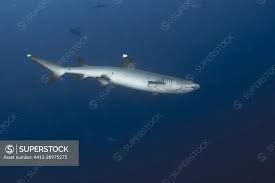 Image result for Triaenodon obesus