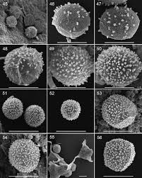 Attēlu rezultāti vaicājumam “Diderma hemisphaericum stalked”