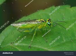 Attēlu rezultāti vaicājumam “Rhogogaster viridis”