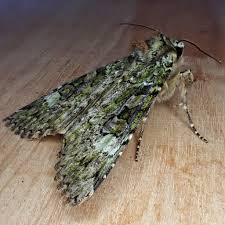 Attēlu rezultāti vaicājumam “Anaplectoides prasina”