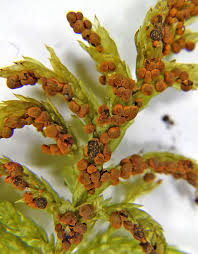 Attēlu rezultāti vaicājumam “Physarum braunianum young”