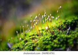 Attēlu rezultāti vaicājumam “Pogonatum urnigerum macro”