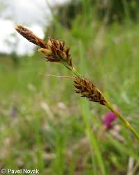 Attēlu rezultāti vaicājumam “Carex caryophyllea flower”