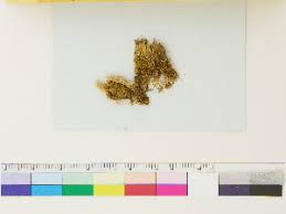 Attēlu rezultāti vaicājumam “Lophozia laxa”