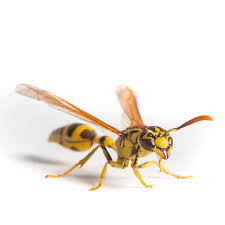 Attēlu rezultāti vaicājumam “Polistes”