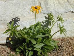 Attēlu rezultāti vaicājumam “Rudbeckia hirta var. pulcherrima flower”
