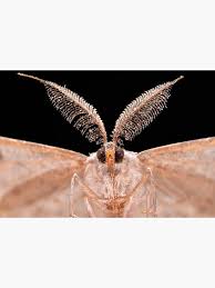 Attēlu rezultāti vaicājumam “Hypomecis roboraria”