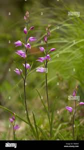 Attēlu rezultāti vaicājumam “Cephalanthera rubra flower”