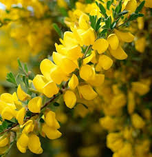 Image result for Cytisus scoparius