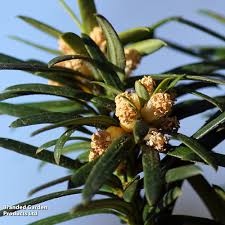 Attēlu rezultāti vaicājumam “Taxus baccata female flower”
