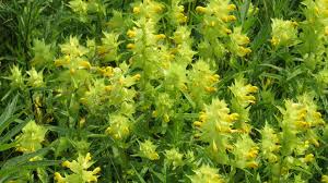 Attēlu rezultāti vaicājumam “Rhinanthus serotinus leaf”