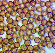 Attēlu rezultāti vaicājumam “Comatricha elegans var. microspora spores”