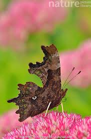Attēlu rezultāti vaicājumam “Polygonia c-album underside”