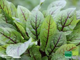 Image result for Rumex sanguineum