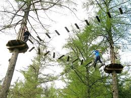 Image result for Go Ape! Whinlatter
