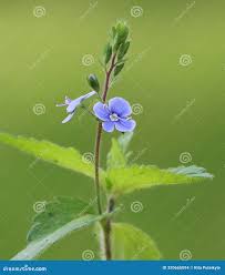 Attēlu rezultāti vaicājumam “Veronica chamaedrys bud”