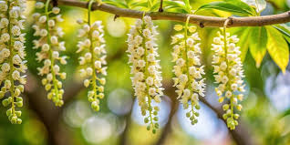 Attēlu rezultāti vaicājumam “Pterocarya fraxinifolia flower”