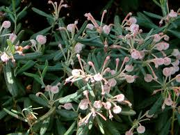 Attēlu rezultāti vaicājumam “Andromeda polifolia fruit”