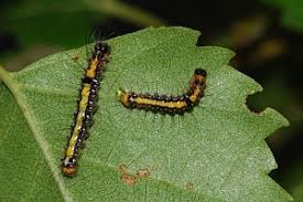 Attēlu rezultāti vaicājumam “Acronicta cuspis”