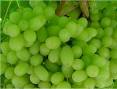 Thompson Seedless