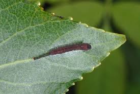 Attēlu rezultāti vaicājumam “Cerura vinula”