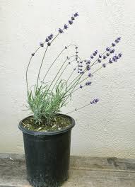 Attēlu rezultāti vaicājumam “Lavandula angustifolia”