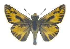 Attēlu rezultāti vaicājumam “Hesperiidae”