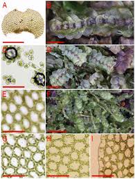 Attēlu rezultāti vaicājumam “Calypogeia neesiana”