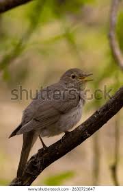 Image result for Luscinia luscinia