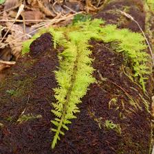 Attēlu rezultāti vaicājumam “Nowellia curvifolia sporophyte”