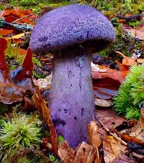 Attēlu rezultāti vaicājumam “Cortinarius violaceus”