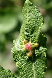 Attēlu rezultāti vaicājumam “Pontania proxima”