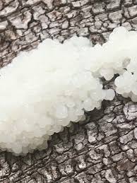 Attēlu rezultāti vaicājumam “Stemonitis splendens spores”