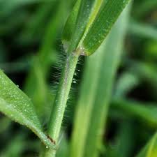 Attēlu rezultāti vaicājumam “Digitaria ischaemum leaf”
