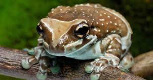 Image result for Ceratophrys ornata