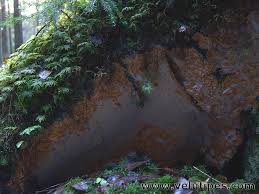 Attēlu rezultāti vaicājumam “Asterodon ferruginosus”