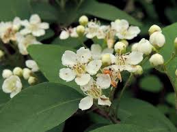 Attēlu rezultāti vaicājumam “Cotoneaster multiflorus”