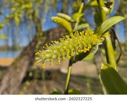 Attēlu rezultāti vaicājumam “Salix triandra male flower”