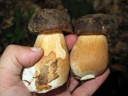 Attēlu rezultāti vaicājumam “Boletus edulis”