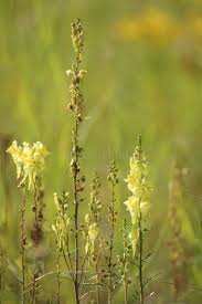 Attēlu rezultāti vaicājumam “Linaria vulgaris fruit”