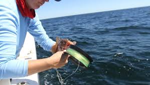 Image result for Bargoed Sea Anglers